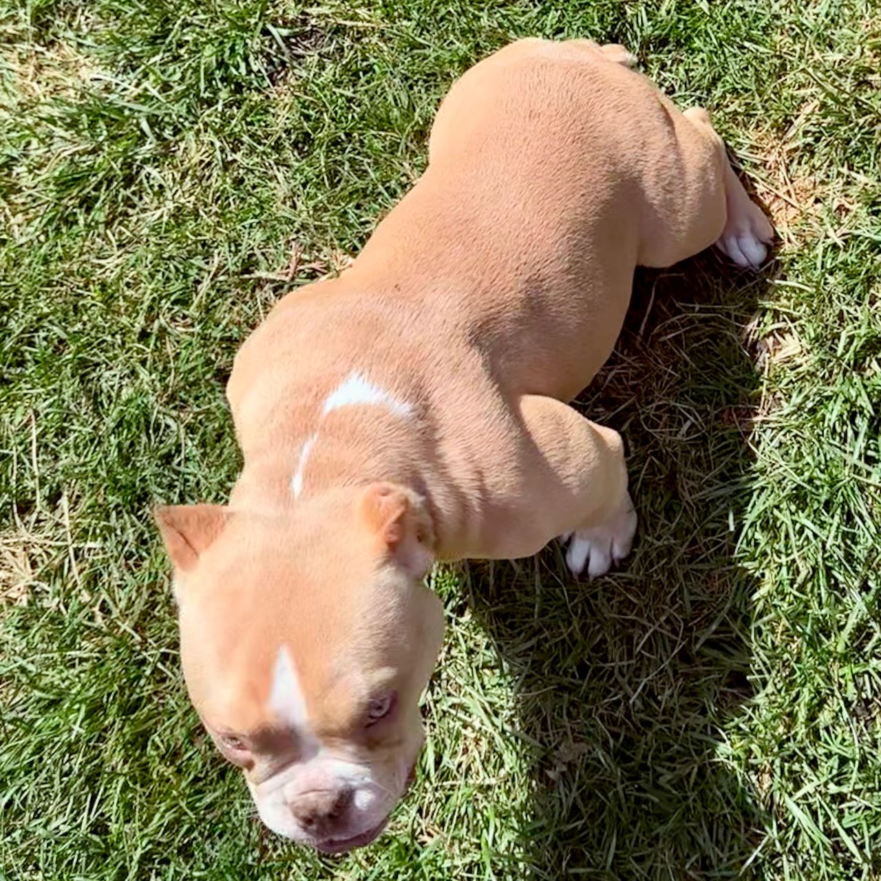 Champagne Girl - Image 2