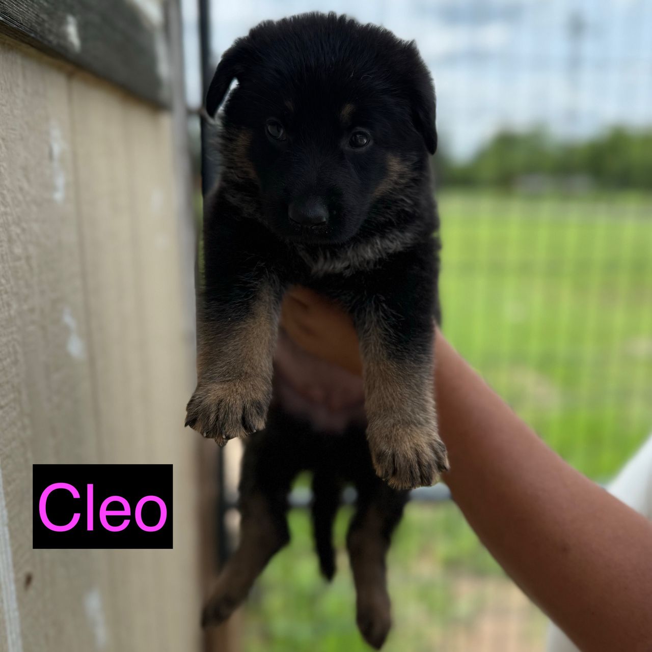 Cleo - Image 4