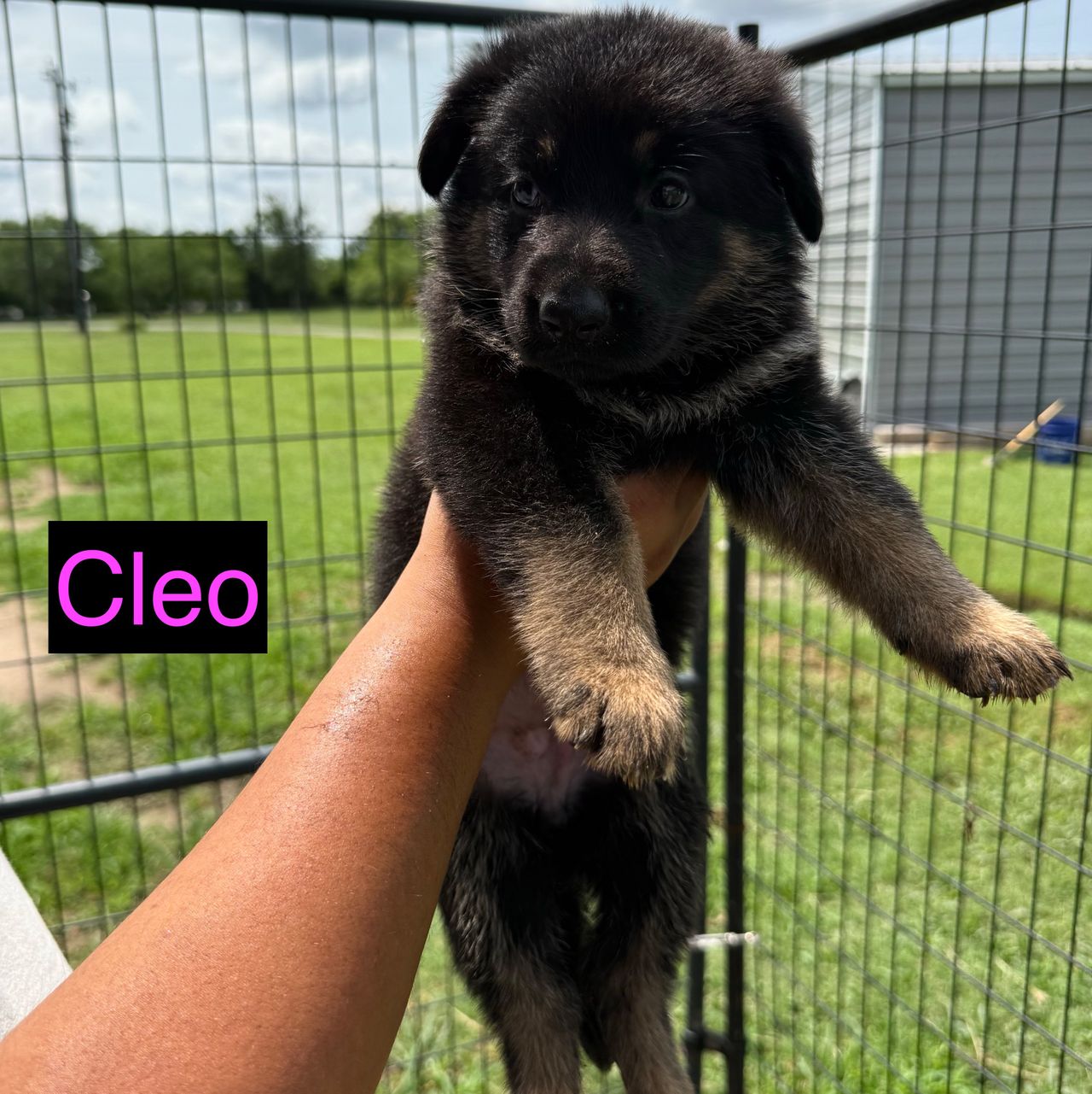 Cleo - Image 5