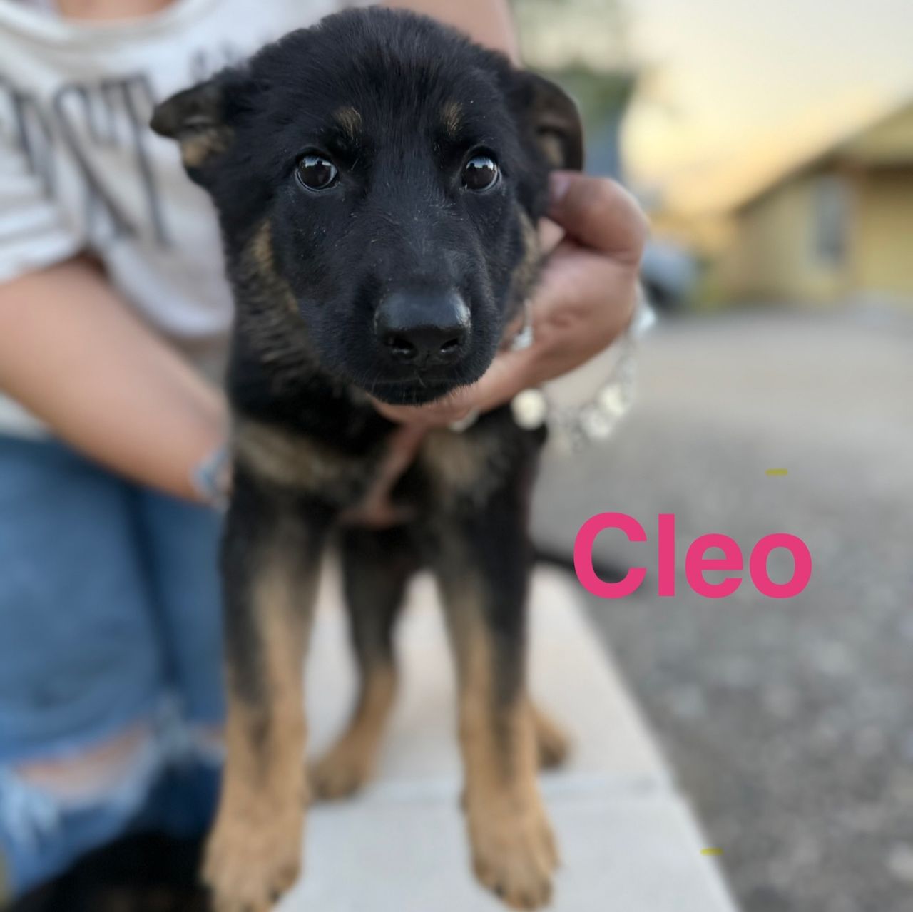 Cleo - Image 7