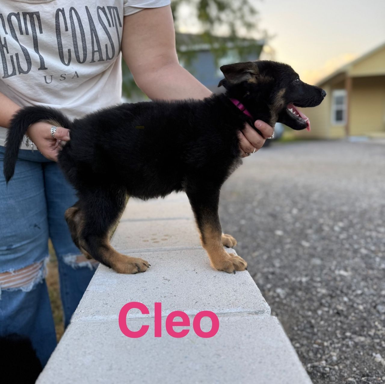 Cleo - Image 8