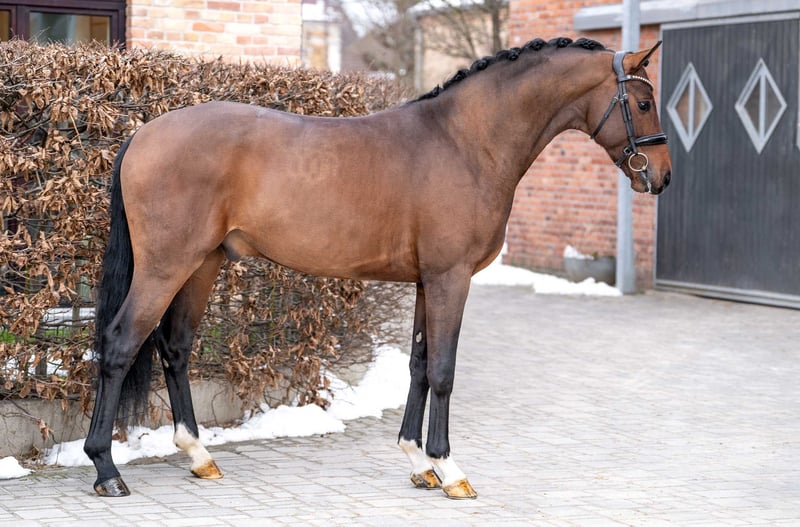 Dreamweaver - Image 3