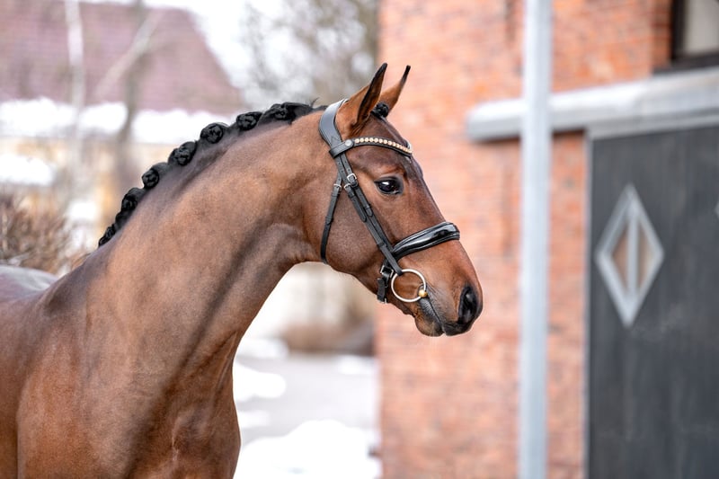 Dreamweaver - Image 4